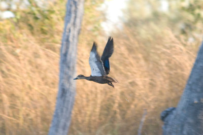 Flying pacific black duck DSC2287