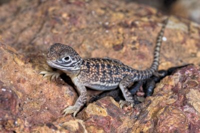 Hatchling central netted dragon,  Ctenophorus nuchalis, DSC2417