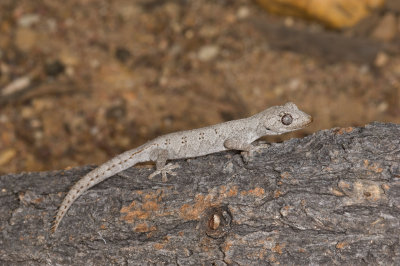 Gecko Strophurus krysalis DSC2461