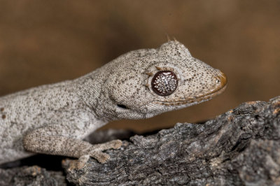 Gecko <i>Strophurus krysalis</i> head and shoulders DSC2462