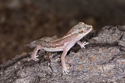 Gecko Lucasium steindachneri _DSC1684
