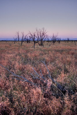 Mitchell grass and dead gidgee R0013431