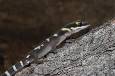 Young gecko, Oedura castelnaui R0013500