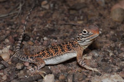 Young central netted dragon Ctenophorus nuchalis R0013521