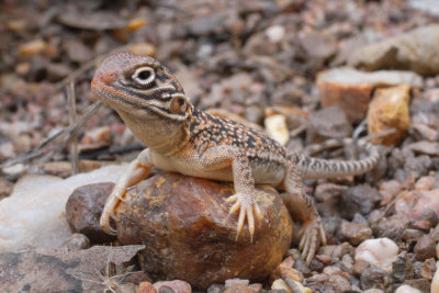 Young central netted dragon Ctenophorus nuchalis R0013576