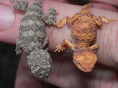 Two hatchling earless dragons Tympanocryptis tetraporophora and T. cephalus R0013634