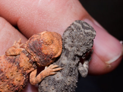 Two hatchling earless dragons <i>Tympanocryptis cephalus</i> and <i>T. tetraporophora </i>R0013642