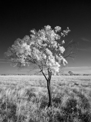 Lone tree DSCN1553