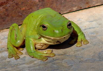 Jade McGillGreen tree frog