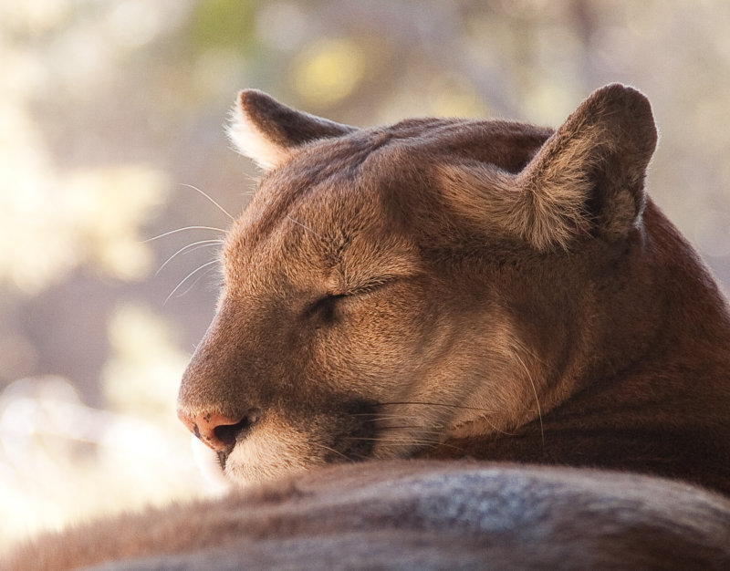 Sleeping Cat 2