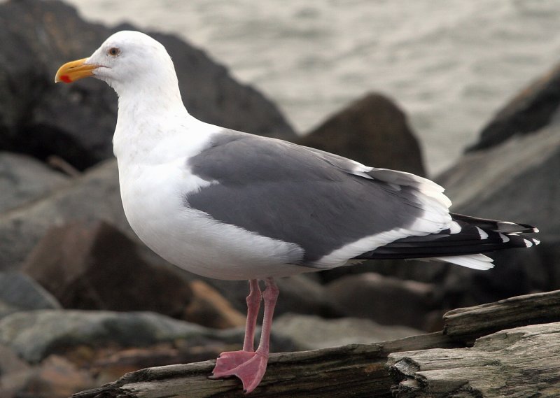 Gull 4.jpg