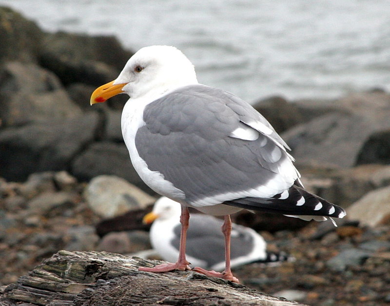 Gull 5.jpg