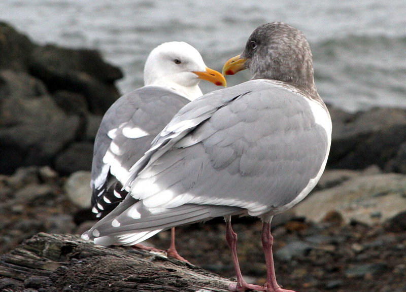 Gulls 1.jpg