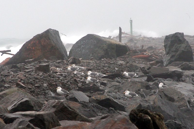 Gulls Walking.jpg