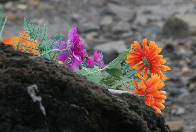 Flowers At the Jetty.jpg