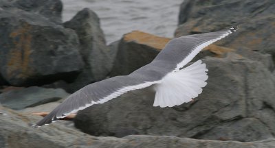 Flying Gull 1.jpg