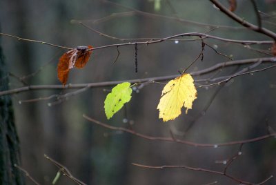 Rainy Autumn Day