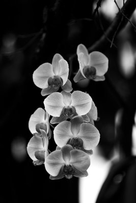 orchid135LPB.jpg