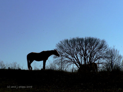 Horses on a Hill.