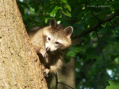 Inquisitive Visitor!