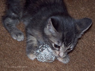 Kitten meets the Metal!