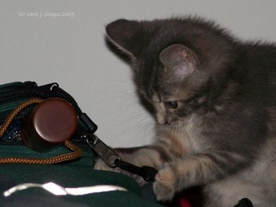 The Fascination a Steel Clip Holds for a Kitten!