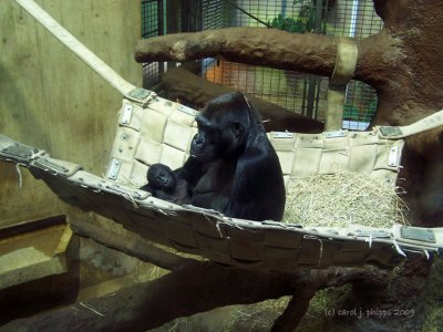 New Baby Gorilla at Baltimore Zoo.