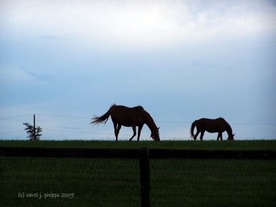 Kentucky Horse Farm.