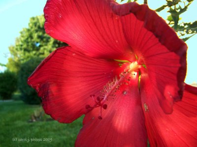 Hibiscus grown by Francis Wiley.