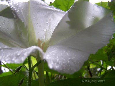 Moon Flower! ~ Refreshed!