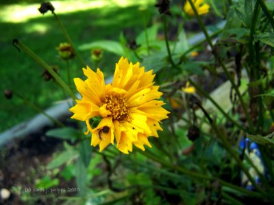 Tickseed \ Coreopsis