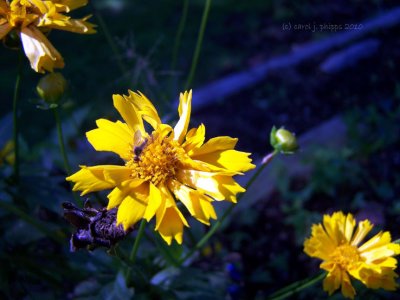 Tickseed \ Coreopsis