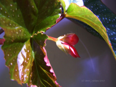 Angel Wing Begonia Blooms