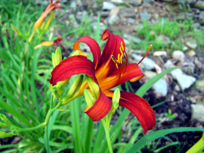 Red\Yellow Day Lily