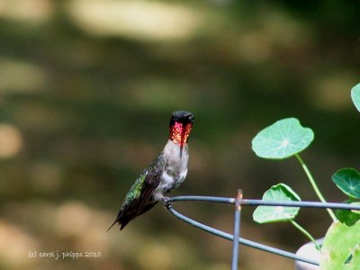 One Ruby-Throated Hummingbird.