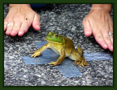 Biggest-Littlest-Longest Jumping Frog Contest