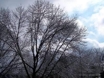 Trees Trimmed in Ice.