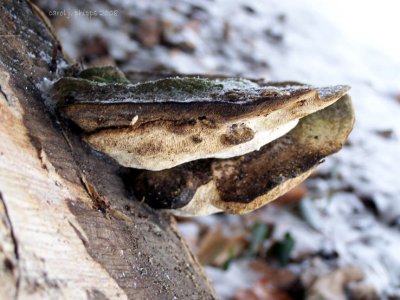 Petrified Mushroom growing out of a Tree Stump.