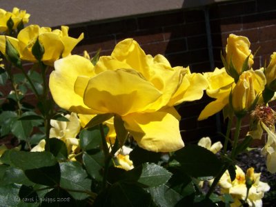 Blazing Yellow Roses!