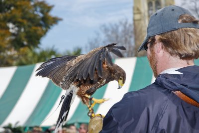 Birds of Prey