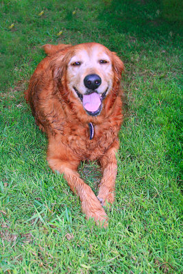 Grateful Goldens