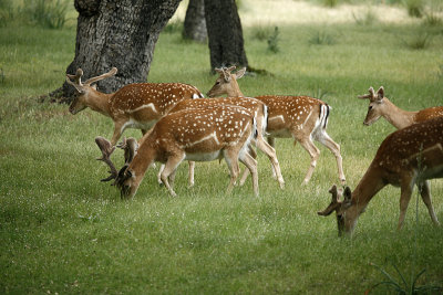 In the Wild (Naturaleza)