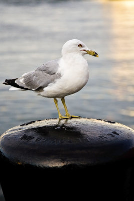 bostonian seagull