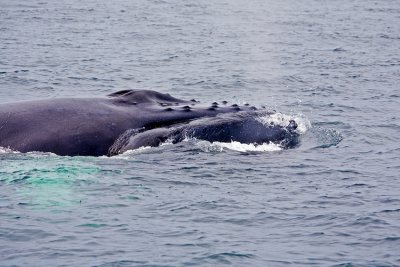 Whale!