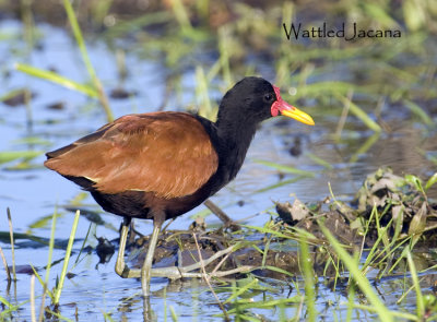 Wattled Jacana