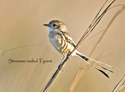 Strange-tailed Tyrant