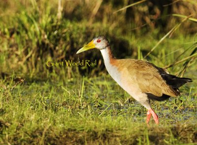 Giant Wood Rail