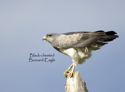 Black- chested buzzard-eagle