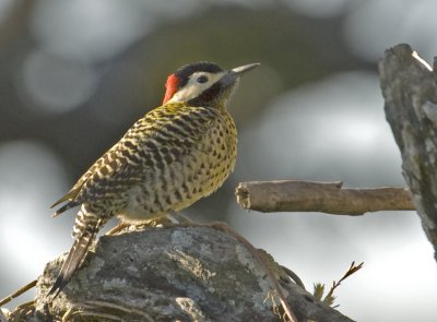 Green-barred Woodpecker