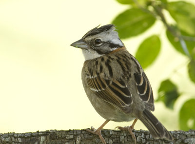 Rufous-collared Sparrow